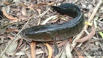 #23. Câu Cá Lóc Bằng Vịt Dính Cá Lóc Khủng | Snakehead Hunt fishing BIGGEST fish caught from