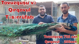 Tovuzquşu və Qırqovul Təsərrüfatı  #tovuzqusu #qirqovul #mubarizemintv