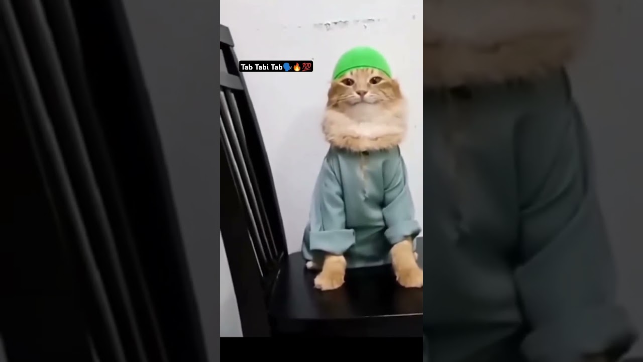 Tab Tabi Tab Arabic Cat Meme 