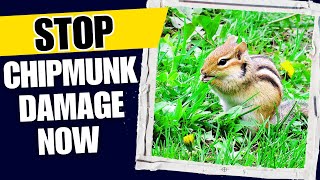 How To Stop Chipmunks From Destroying Your Garden proven Methods