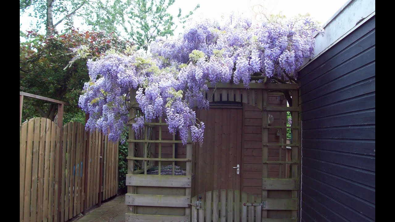 Zomersnoei bij wisteria - Een groener thuis! #47