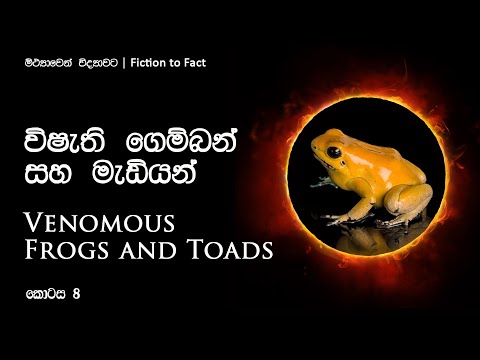 විෂති ගෙම්බන් සහ මැඩියන් | Venomous frogs and toads