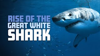 Rise of the Great White Shark | 4K |
