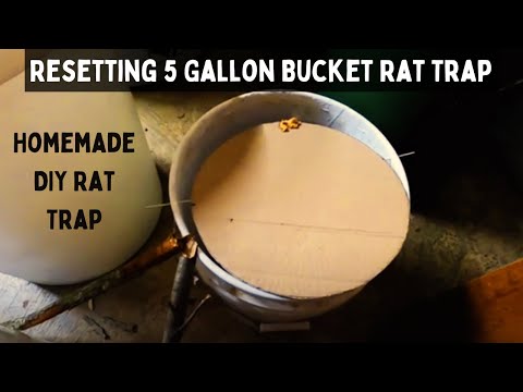 The Ultimate 5 Gallon Bucket Rat Trap