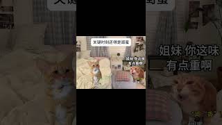 #猫meme #猫meme小剧场 #猫meme日常 #搞笑 #memes #内容过于真实