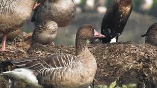 Aquatic Birds Of Surajpur Bird Sanctuary