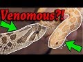 Are Hognose Snakes Venomous?