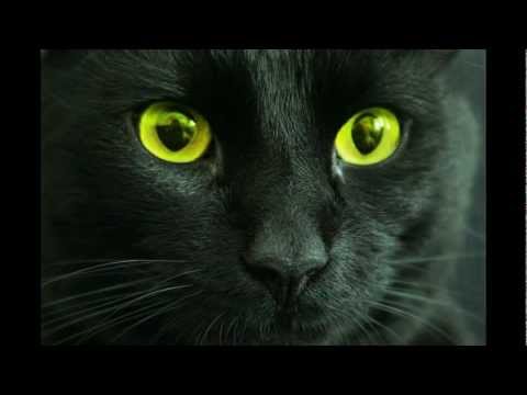 Скачать песню черный кот