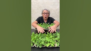 Learning about soil blocking 27 years ago cracked open the door that led me to start my flower farm.