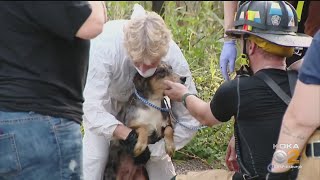 Over 100 Dogs Removed From Ross Township Home