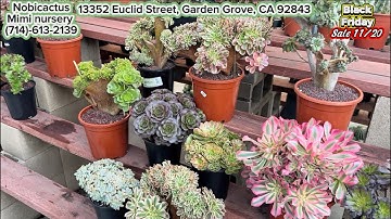 11/20 siêu khuyến mãi free shipping $220/set crest aeoniums (Liên hệ 714.613.2139)