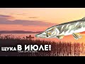 Толковое обучение ловли щуки в июле! Как на что и где ловить щуку? щука в жару как ловить?