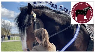 GIANT 4 YEAR OLD STALLIONS! National Shire Horse Show in ENGLAND (Episode 8) Apollo The Shire