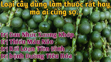 Bài thuốc trị Đau Nhức Xương Khớp, Sưng Khớp, Thiếu Máu Não, Rối Loạn Tiền Đình .PHAN HẢI Channel
