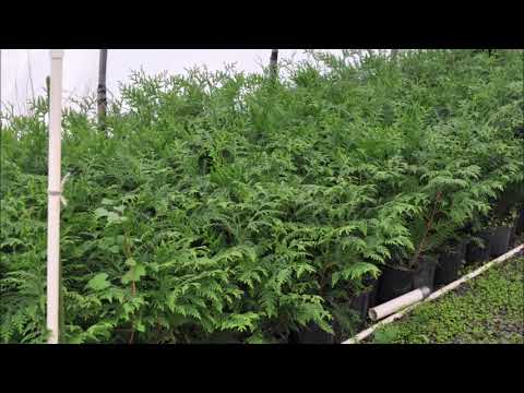 Best Recycling Plastic for Mini Greenhouses
