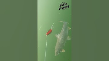 Great Bear Laker Attacks A Spoon #shorts