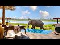 Luxury in Africa | Eagle Island Lodge, a Belmond Safari (full tour in 4K)