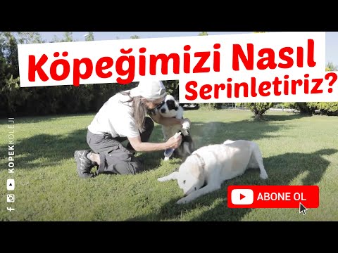 Video: Köpeğinizi Evde Nasıl Tartılır?&nbsp