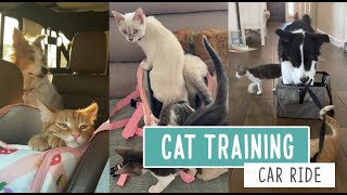 Cat Training -- Car Rides