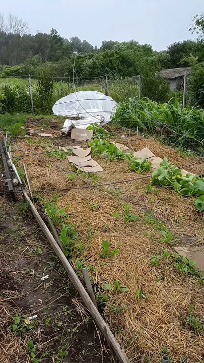 Ураган унёс парник с огурцами Орловская область #дача #деревня #garden ...