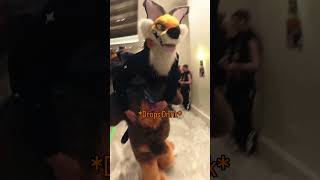 ⁠JSYK The Yotes at cons are free @CyrusCoyote #fursuit #fursuiting #furry #furryfandom #fursuits