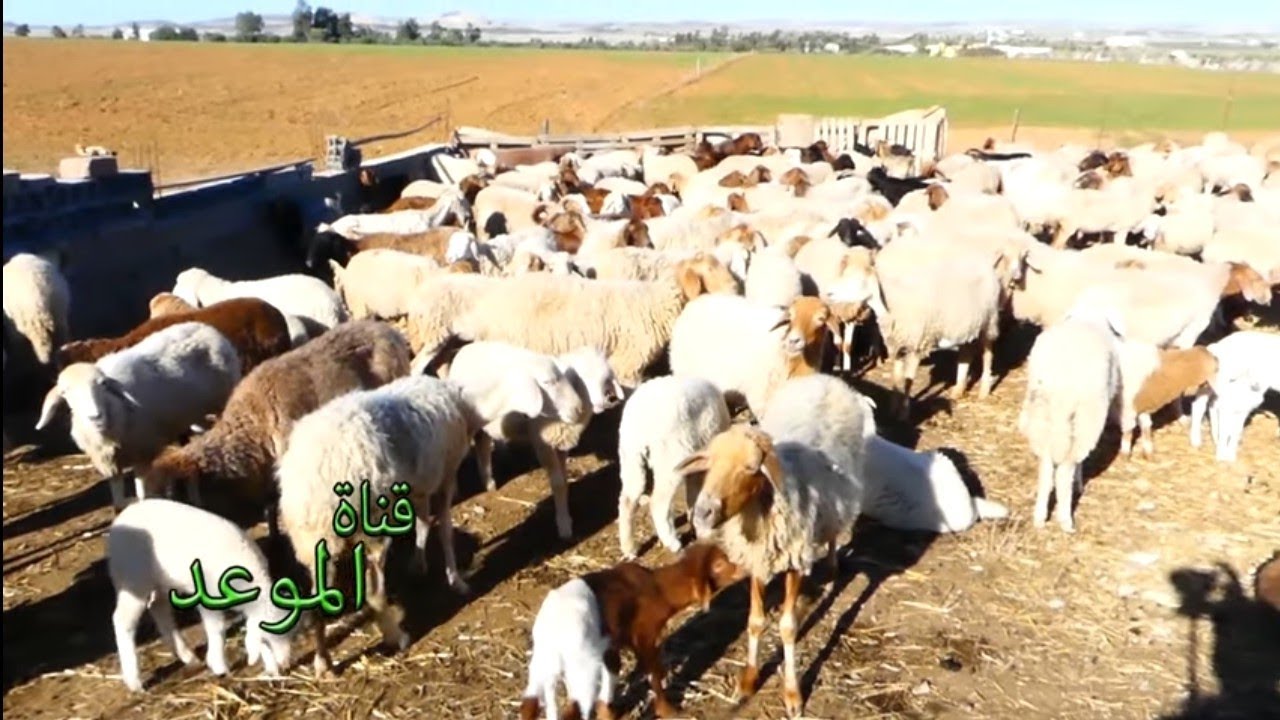 جولة مع مربين الخرفان والأبقار وهاذي أهم المشاكل إلي يعاني من الفلاح التونسي السرقة وغلاء العلفة