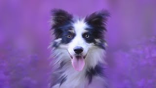 The Evolutionary Adaptations of Australian Shepherds