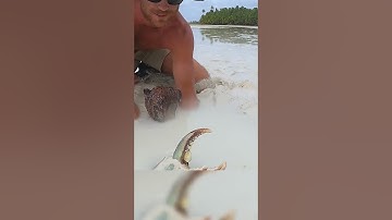 Người đàn ông đi biển bắt được con cua khổng lồ#thế giới động vật#shorts