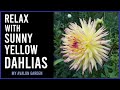 Relax with sunny yellow dahlias  my avalon garden