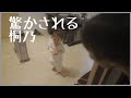 知らん人が家に居て驚く桐乃