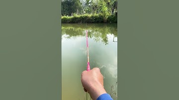 Câu cá rô phi bằng mồi giun #fishing