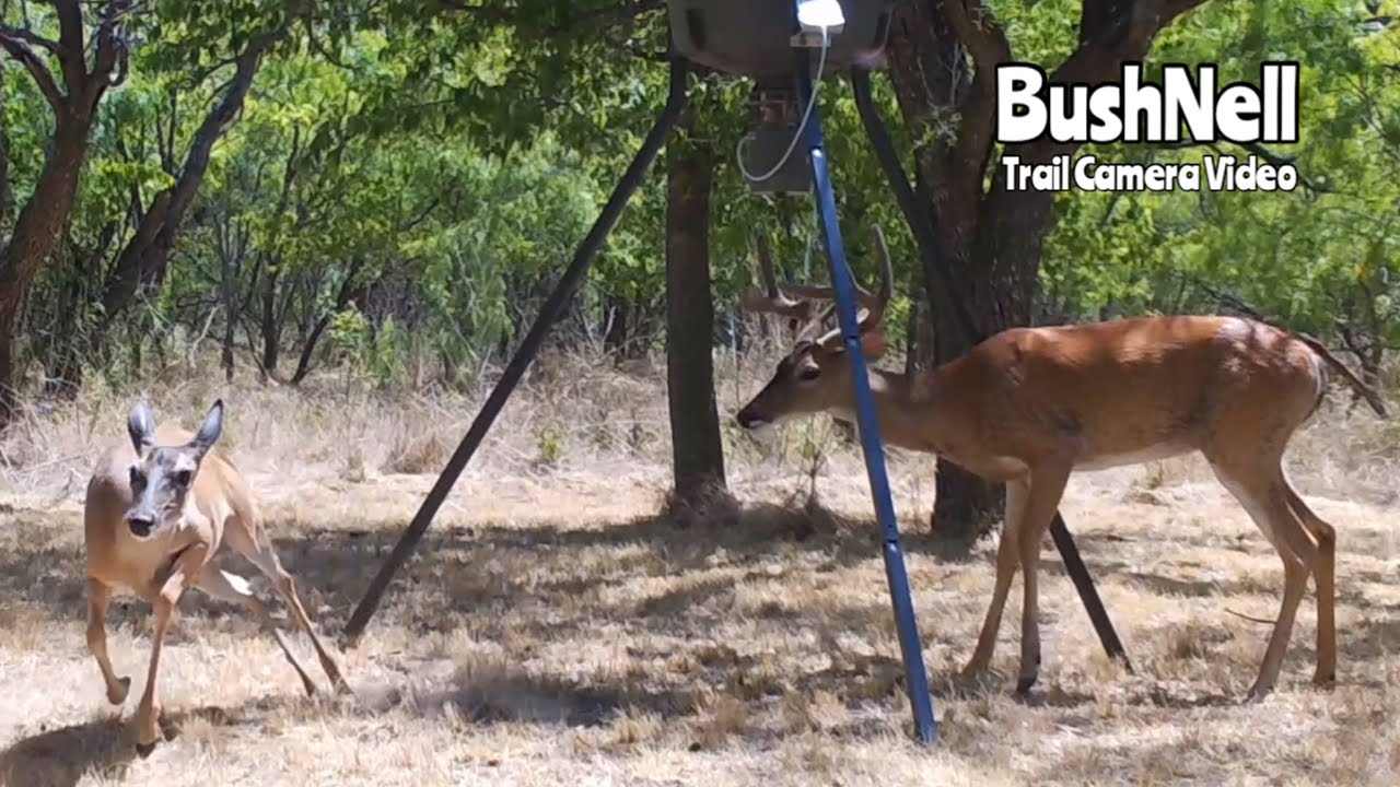 Deer Feeder Cam BushNell Trail Camera Video July 3031, 2022 YouTube
