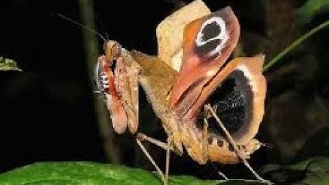 Mind Blowing Camouflage  Meet the Dead Leaf Mantis! VEED