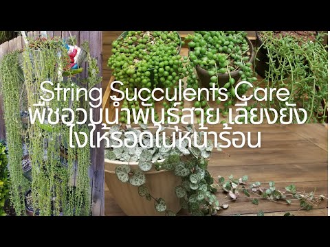 วีดีโอ: พืชถ้วยไวน์ Crassula – วิธีดูแล Succulents ถ้วยไวน์