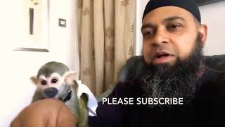 ARE MONKEYS GOOD PETS / BUYING A PET MONKEY UK