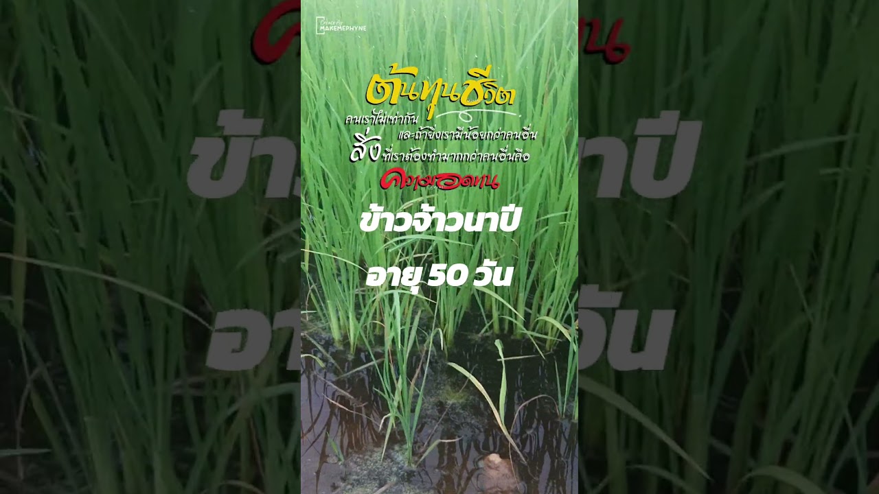 ข้าวอายุ 50วัน สวยมาก #นาโนแม็ก #นารวย
