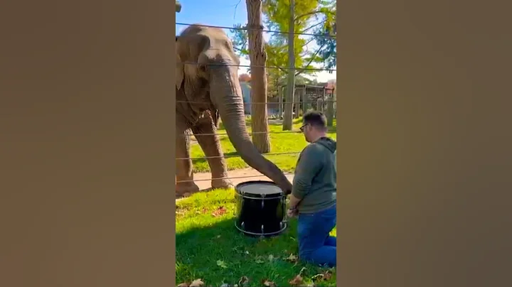 🐘🥁 Elephant Learns to Play the Drum — Unbelievable Talent! 😱🎶 | Furry Fam📝