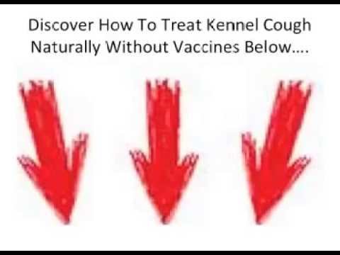 side effects of vaccinations bordetella can humans get kennel cough doovi side effects of vaccinations bordetella can humans get kennel cough doovi