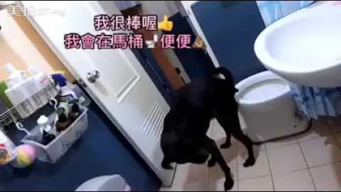 狗狗Toby自己去馬桶大便 - 天天要聞