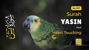 Soothing Surah Yasin for Deep Sleep, Sadness, Panic ✦ Relaxing Quran Audio Yaseen (سورة يس)