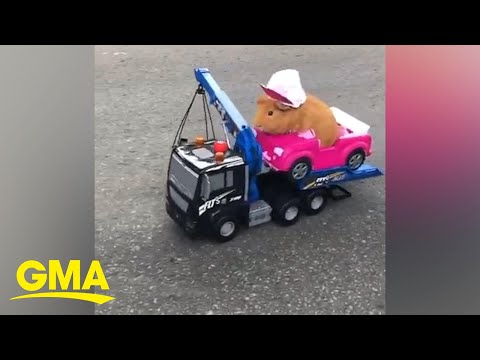 Guinea Pig Hitches A Ride On Toy Truck L GMA