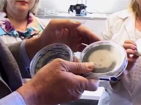 Бейне: Бұршақ бактериялық күйік туралы ақпарат: бұршақ өсімдіктерін бактериялық күйікпен емдеу
