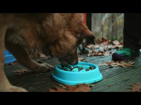 Sundays For Dogs YouTube ad: This Senior Dog Keeps Up With Young Pups Thanks to Sundays