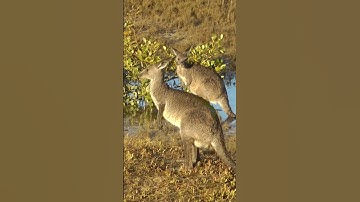 🎬 KHÁM PHÁ NƠI CHUỘT TÚI SINH SỐNG: HÀNH TRÌNH QUA XỨ SỞ KANGAROO | BÍ ẨN TỰ NHIÊN