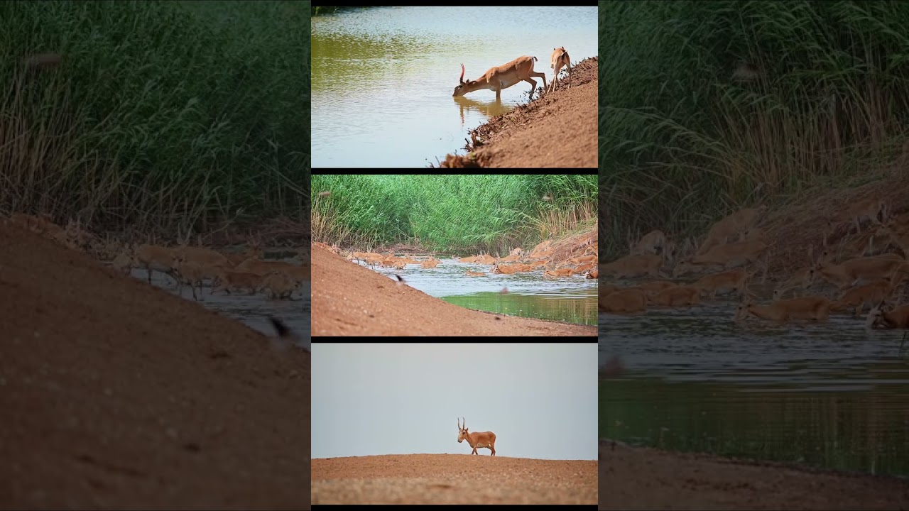Сайгаки | Saiga antelope