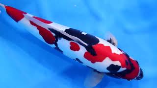 盃洗　角福　鯉　魚 mqdefault.jpg