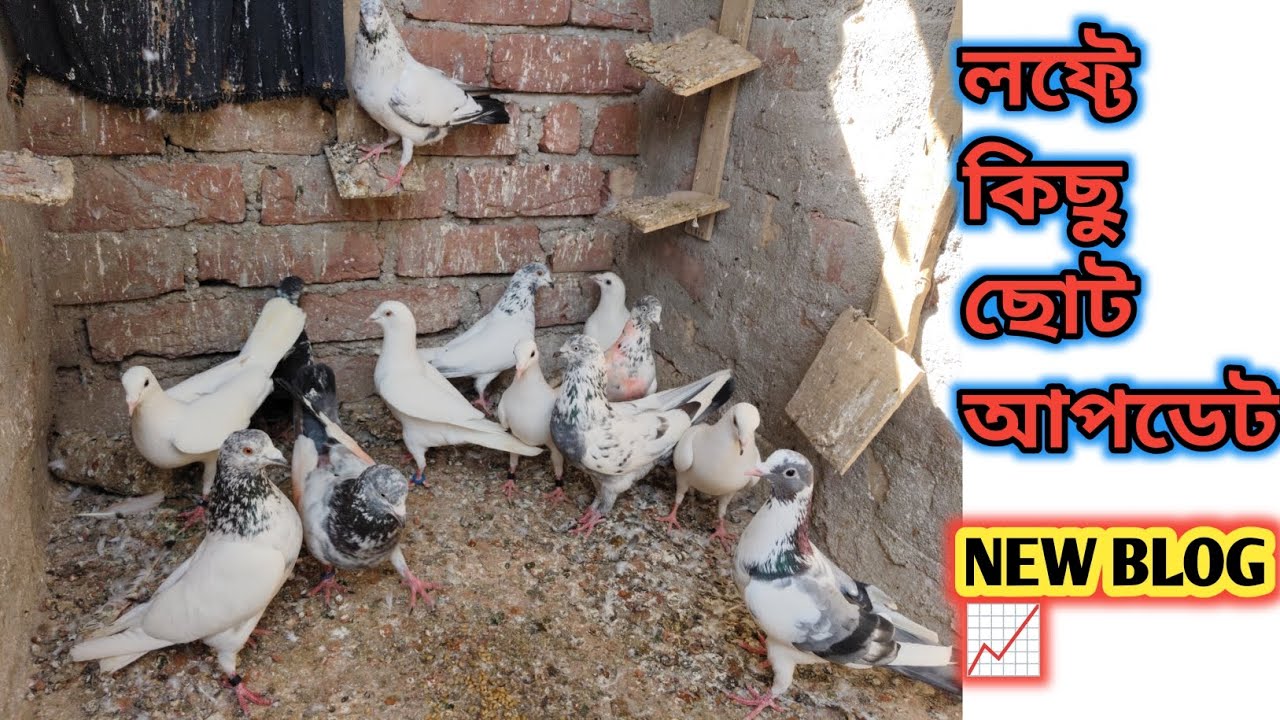 আজকে আমি কিছু লফ্টে আপডেট করব new pigeon blog