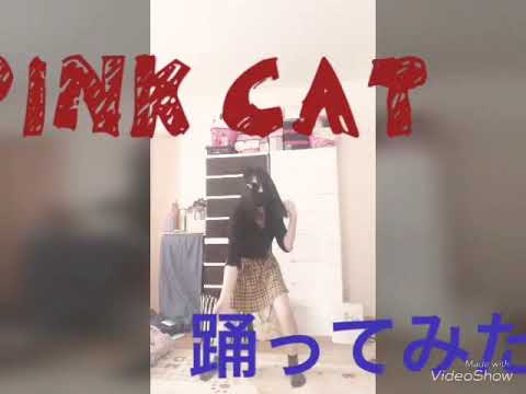 【PINK CAT】2回目踊ってみた