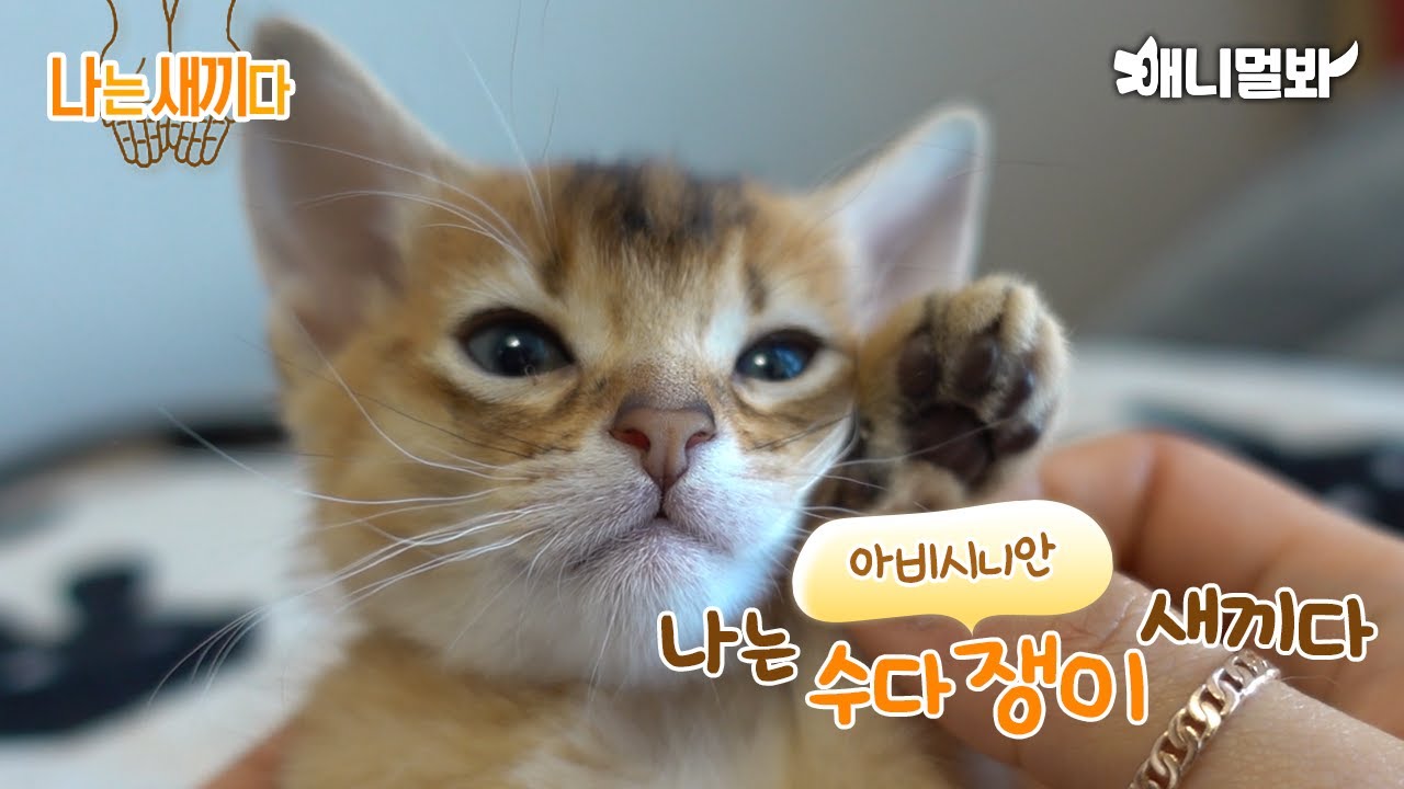 Мне 35 дней, малышка Абиссинка.