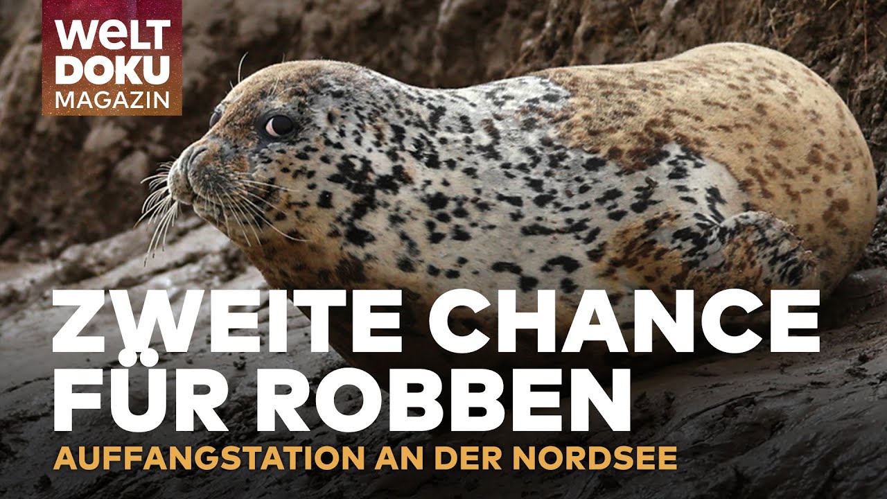 ROBBEN AUFFANGSTATION: Seehund Fred erobert nach liebevoller Pflege die Nordsee zurück | Magazin